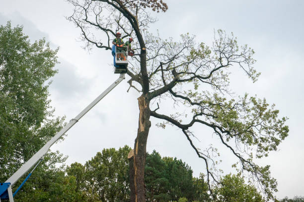 Best Professional Tree Care  in Lake Shore, UT